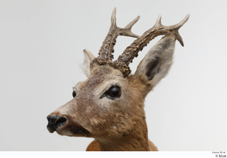 European roe deer head 0003.jpg